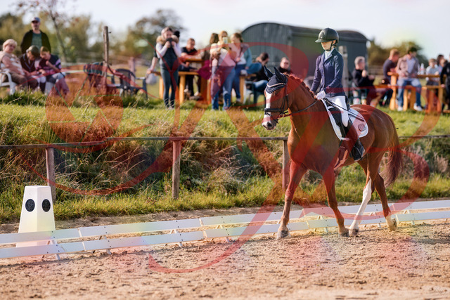 2026_10_03_Siefer-Hof_123410_Z81_31795320 | Professionelle Reitsport-, Turnier- und Eventfotografie von Robert Broda. Galerien mit ausgewählten und bearbeiteten Bildern direkt online ansehen und bestellen.