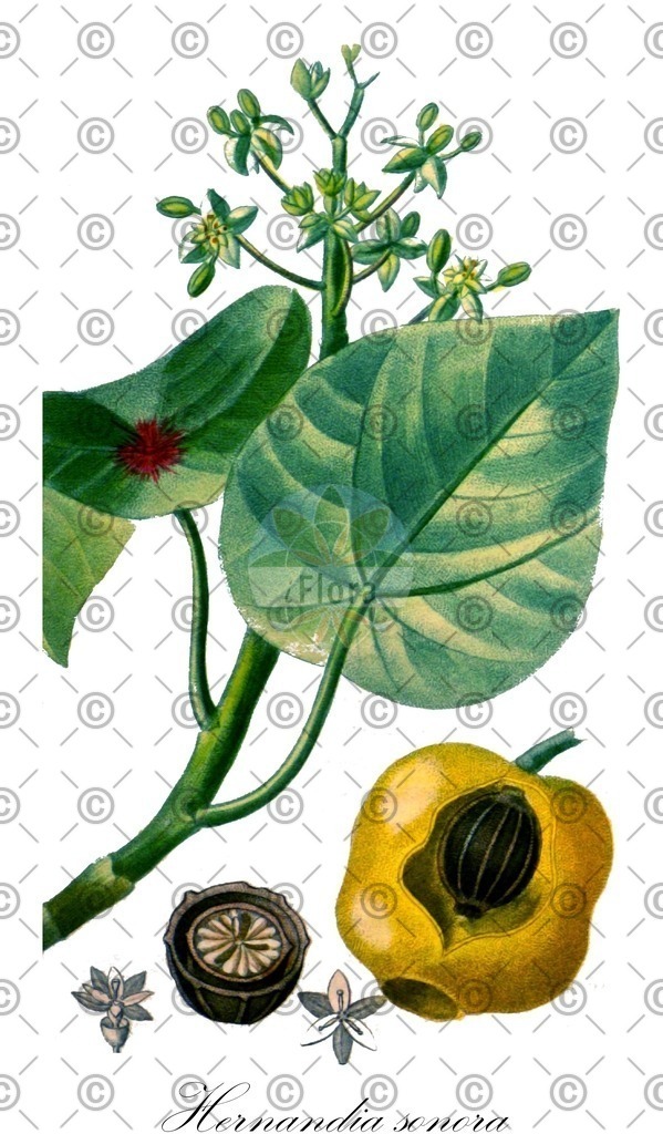 HistAbb_wfo-0000720848_1_ENZY_Simple | Historische Abbildung von Hernandia sonora - Hernandiaceae | Historical Illustration of Hernandia sonora - Hernandiaceae