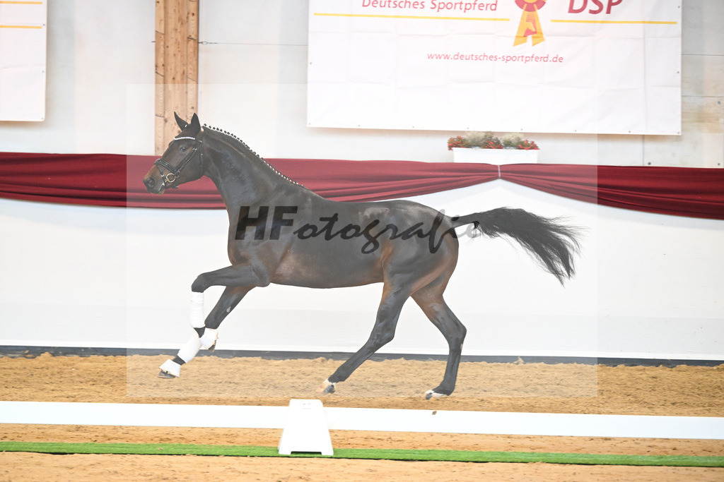 Kat-Nr. 17 v. Despacito_Gestuet Greim_66221768 | hf-fotografie - Realisiert mit Pictrs.com