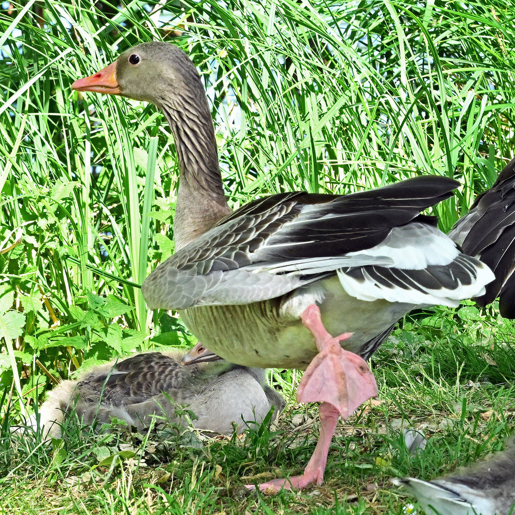 Graugansfamilie07q | lucisnaturbilder - Realisiert mit Pictrs.com