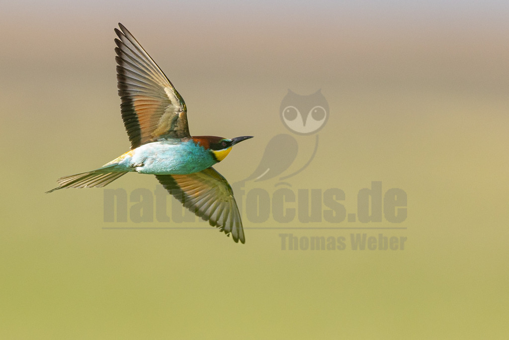 R5M20675_20260521 | Der Bildershop von www.natur-focus.de bietet ihnen den einfachen Kauf von Bildmaterial per Download aus allen Bereichen der Natur. In den Galerien finden sie Landschaftsfotos, Tierbilder und natürlich auf Pflanzenfotos. - Realisiert mit Pictrs.com