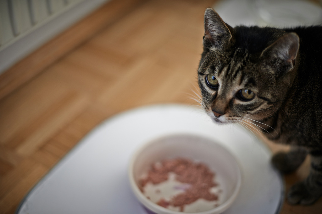 Katze steht vor Futterschuessel | Wien, Austria - May 04, 2014: Katze steht vor einer Futterschüssel. - Realisiert mit Pictrs.com