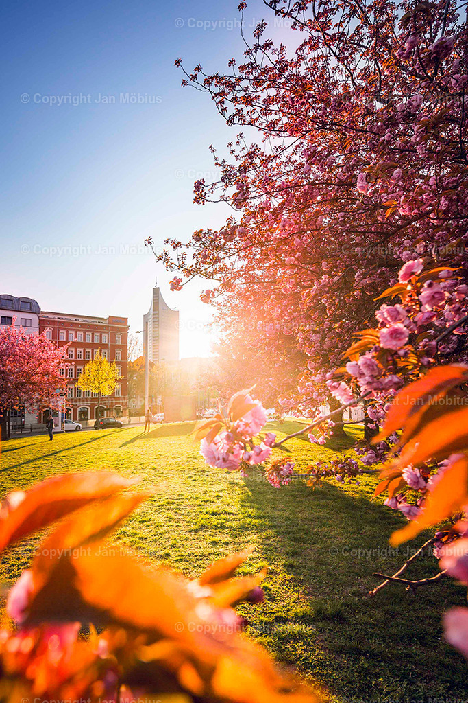 Johannesplatz | Der Johannesplatz am Grassi Museum in Leipzig – besonders zur Kirschblütenzeit – ist ein echtes Frühlings-Highlight: historisch, ästhetisch, ruhig, aber zentral. Perfekt für Content rund um Natur in der Stadt, Architektur, Museen &amp; saisonale Highlights wie die Kirschblüte. Der Johannesplatz am Grassi Museum in Leipzig ist ein ruhiger, zentraler Platz mit beeindruckender Architektur und einer zauberhaften Kirschblüte im Frühling. - Realisiert mit Pictrs.com