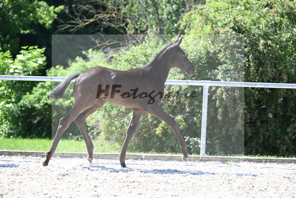 Kat-Nr. 8 HF Fuerst Zonik PS_Kratz_16230280 | hf-fotografie - Realisiert mit Pictrs.com