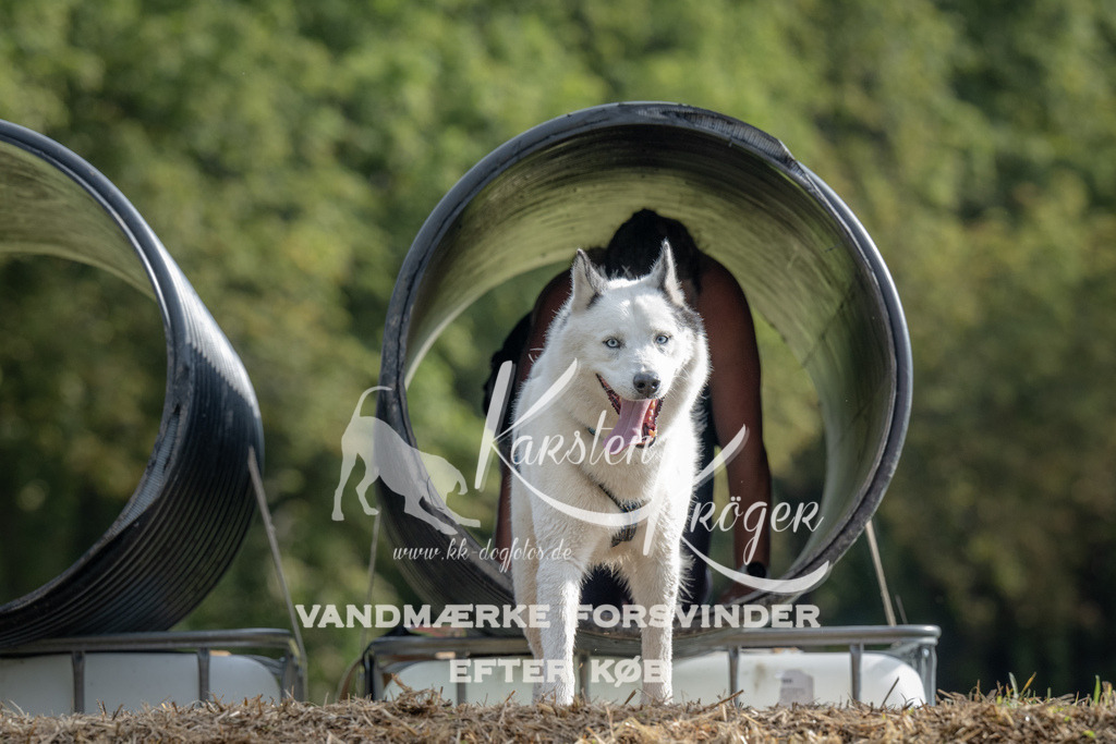 0933_ZZ90688 | kk-dogfotos