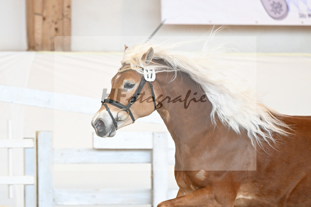 Kat-Nr. 17 v. Amore Mio_Stange_2230282 | hf-fotografie - Realisiert mit Pictrs.com