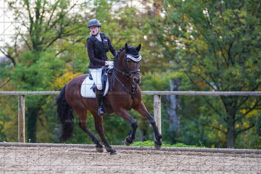 20221009-FAH08254 | Diessen am Ammersee, 2022, Dressur- und Springturnier, Reitsportbilder, Turnierfotografen Bayern, Pferdefotografen, Fotoagentur Herrmann, Turnierbilder