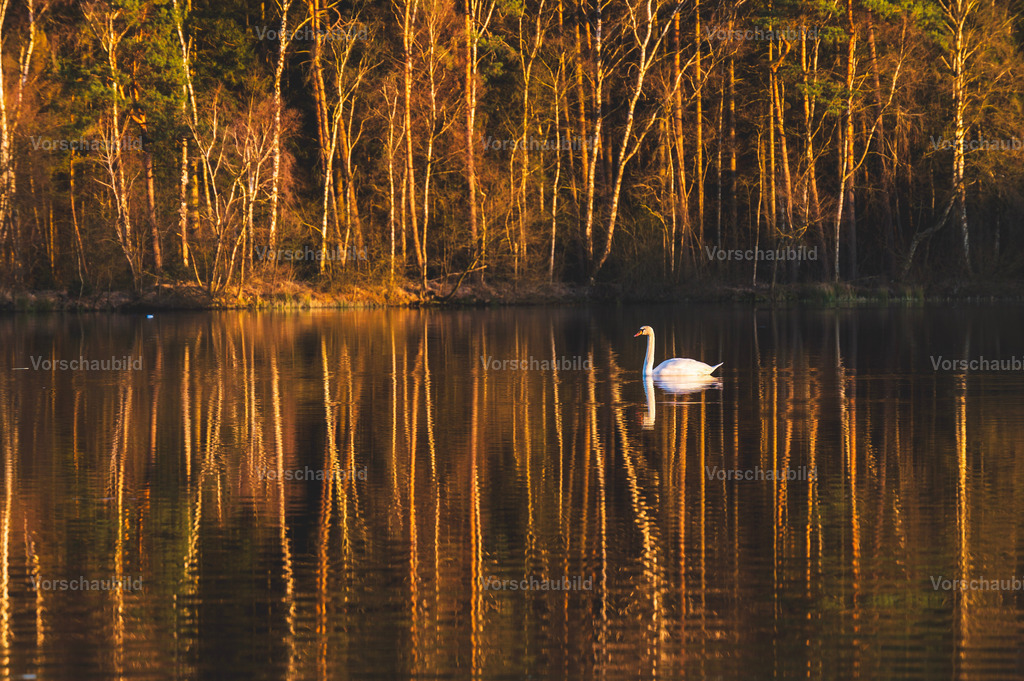 Fotoatelier Christian Hofmeister | Stadtlandschaften, sowie Makro-, Landschafts-, Natur- und Schwarzweißfotos aus der Region Celle & Umgebung