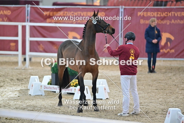 40_Kanbalou - Cezaro_790_8244 | Björn Schroeder Pferdefotografie