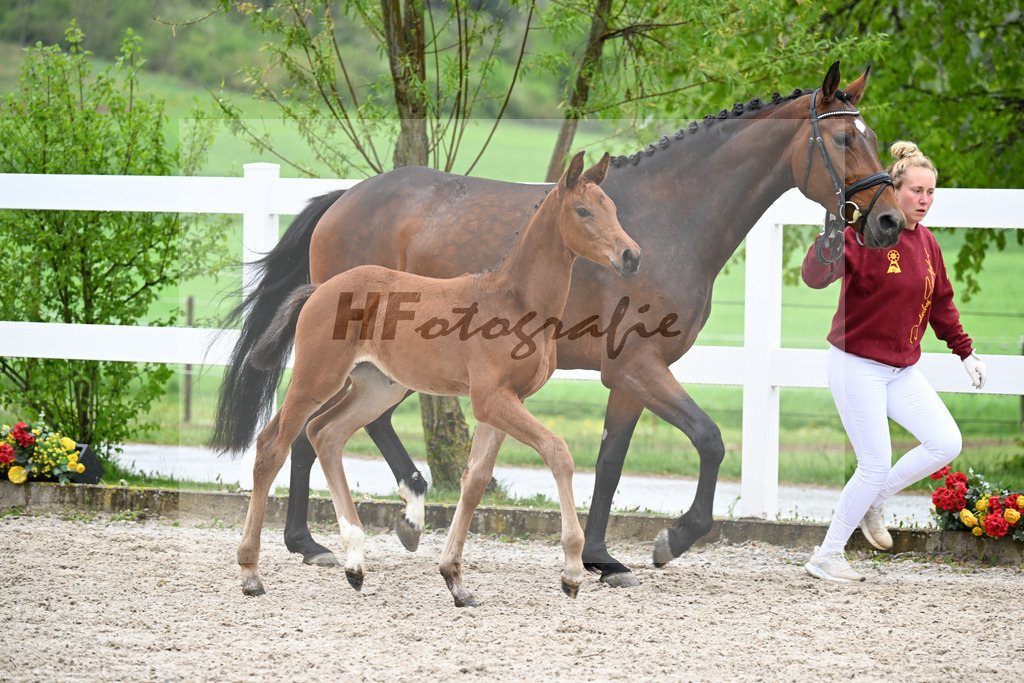 Kat-Nr. 41 SF Comanchero x Zinedream_Wanner_23261425 | hf-fotografie - Realisiert mit Pictrs.com