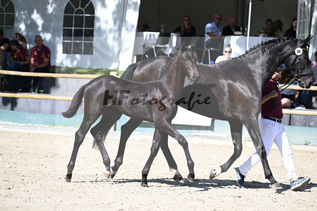 Praesentation Auktionsfohlen_36230342 | hf-fotografie - Realisiert mit Pictrs.com