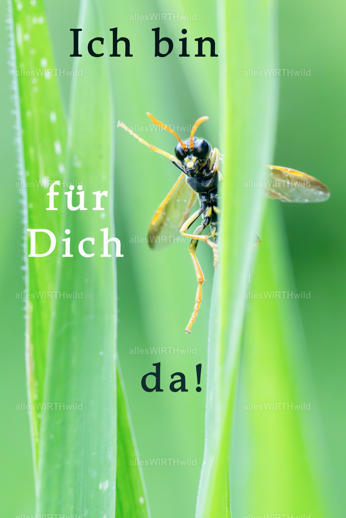 Ich bin für dich da | Entdecke die faszinierende Welt der Natur- und Wildlife-Fotografie von Daniel und Bärbel. Inspirierende Bilder von wilden Tieren und kleinen Naturwundern.