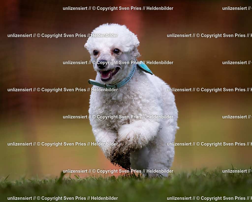 Sven Pries | 2024-04-21 - Hunderennen Baden-Oos
Foto: Sven Pries - Realisiert mit Pictrs.com