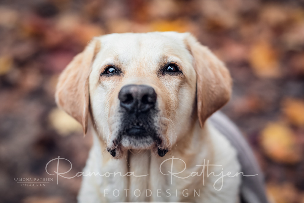 EY4A7767-1 | ramonarathjen-fotodesign - Realisiert mit Pictrs.com