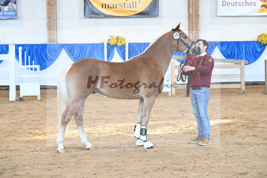 Kat-Nr. 19 Stelius v. Status Quo_Reiser_48250363 | hf-fotografie - Realisiert mit Pictrs.com