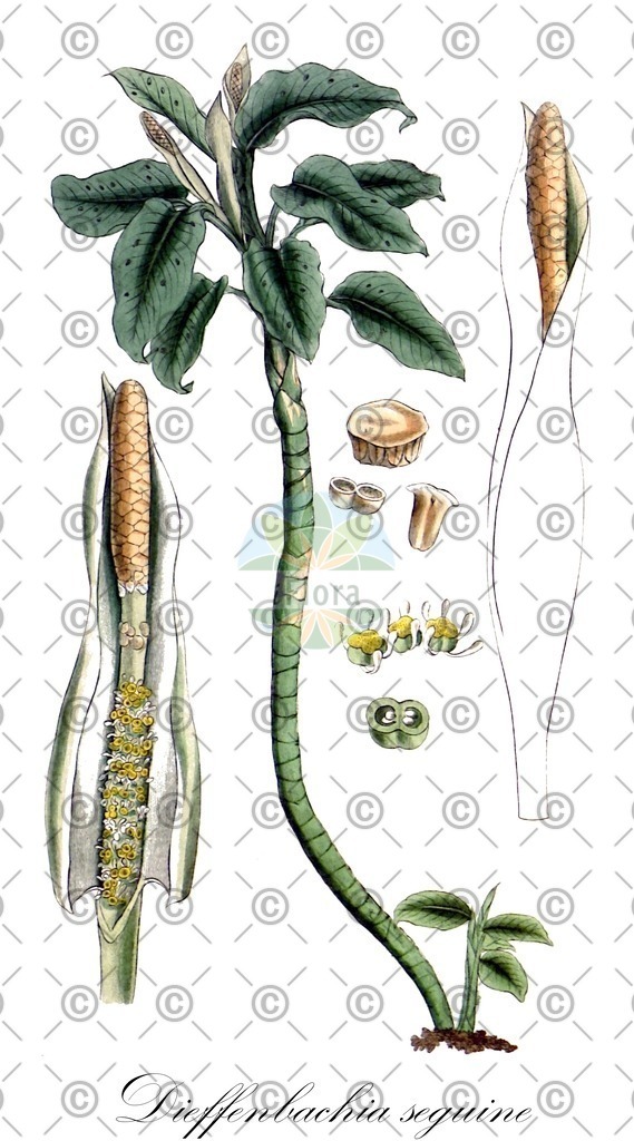 HistAbb_wfo-0000943418_1_ENZY_Simple | Historische Abbildung von Dieffenbachia seguine - Araceae (Dieffenbachie) | Historical Illustration of Dieffenbachia seguine - Araceae