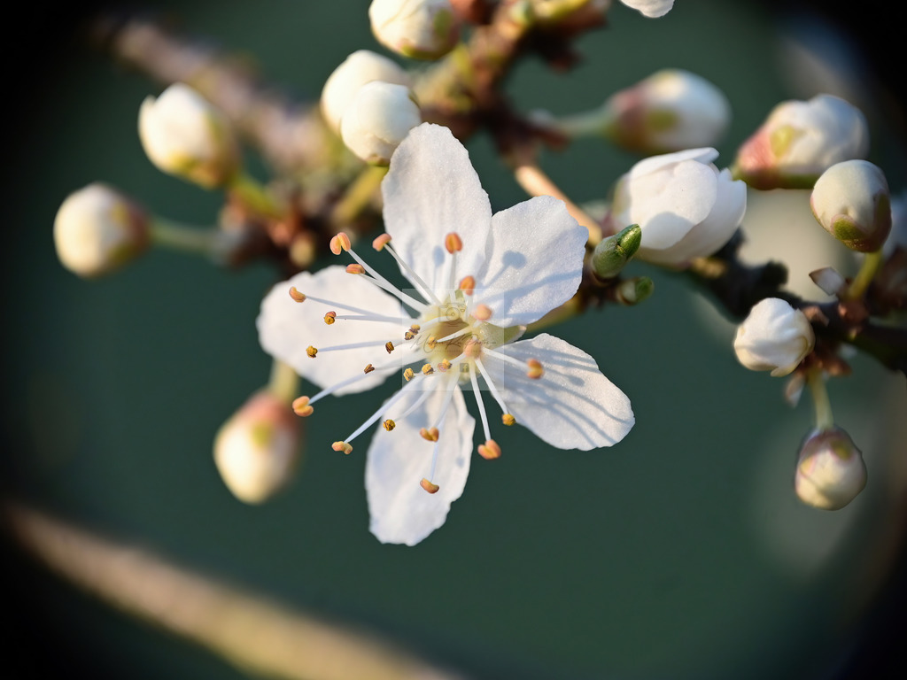Makro - floral (89) | Buche Fotoshootings und entdecke hochwertige Fotoprodukte bei Mathias Ku Photos. Personalisiert, kreativ & mit Liebe zum Detail. Jetzt informieren! - Realisiert mit Pictrs.com