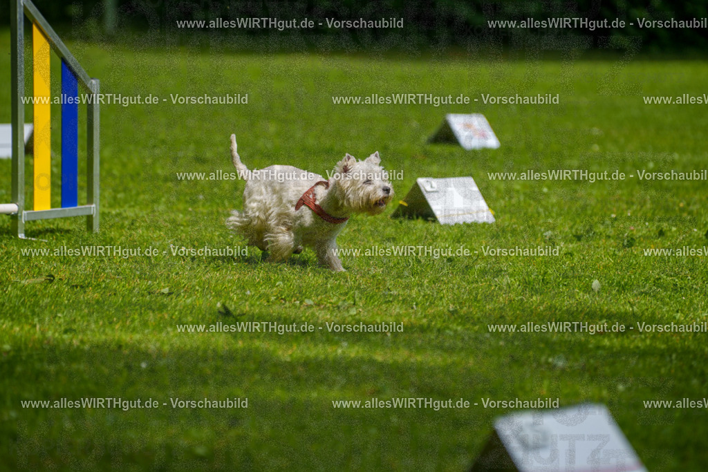@allesWIRTHgut_Tierfotografie - www.allesWIRTHgut.de - 7R503868 | Professionelle Tierfotografie in Mönchengladbach von Daniel Wirth (allesWIRTHgut). Liebevolle & natürliche Bilder von Hunden & Katzen für unvergessliche Erinnerungen.