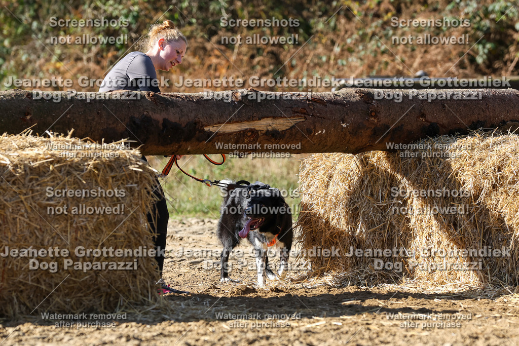 Dog Paparazzi - Strongdog 10-25-4742 | Dog Paparazzi Jeanette Grottendiek Fotografie & Videografie - Realisiert mit Pictrs.com