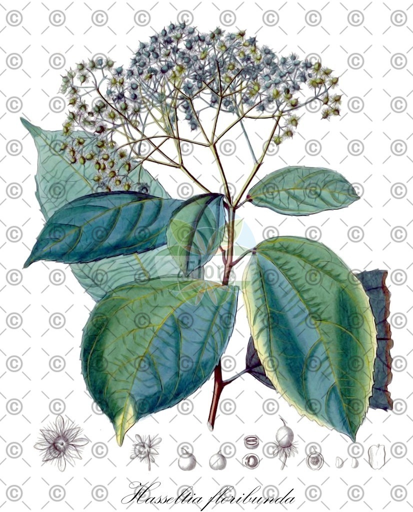 HistAbb_wfo-0000979404_1_ENZY_Simple | Historische Abbildung von Hasseltia floribunda - Salicaceae | Historical Illustration of Hasseltia floribunda - Salicaceae