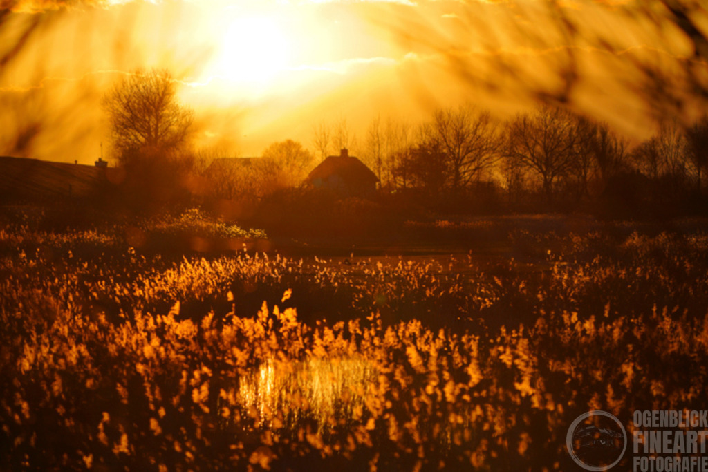 Juni | Björn Thiemann; Ogenblick.de; Fotografie; Photograph; Landscape, Pellworm, Schleswig-Holstein; Inselfotograf; Inselfotografien; Wattenmeer; National-Park; Naturschutzgebiet; Leuchtturm; Lighthouse; Leinwandbilder; Kalender; Pellworm Kalender;  - Realisiert mit Pictrs.com