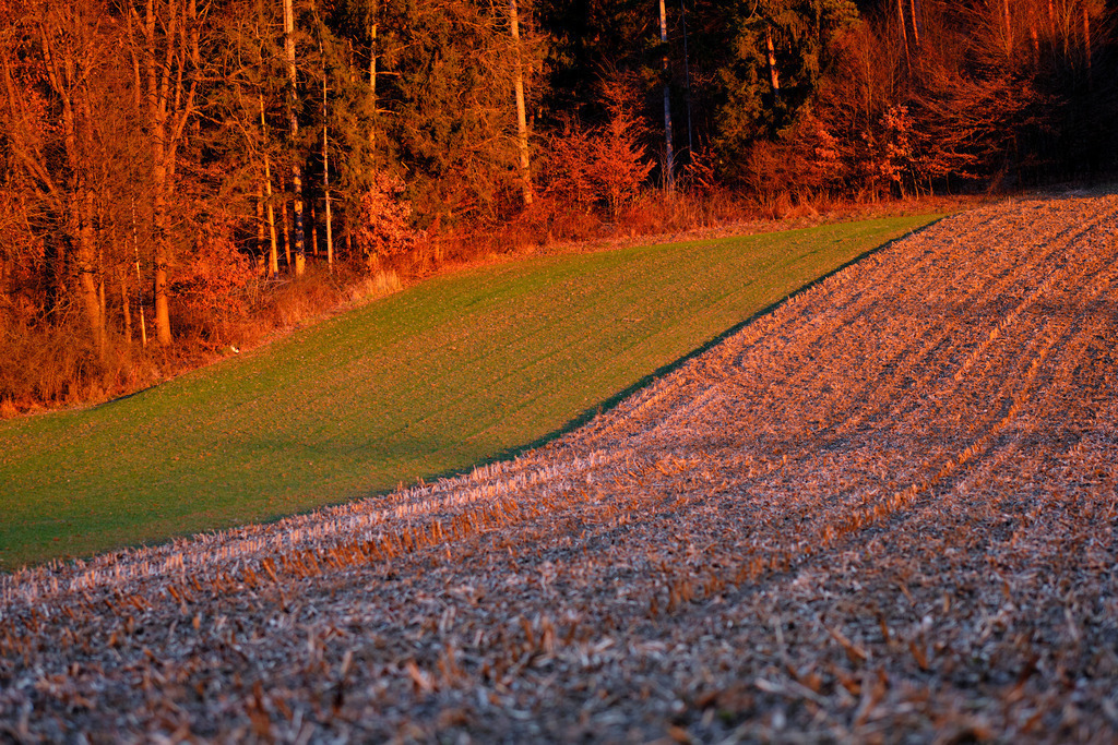 Ackerlandschaft im roten Abendlicht | Burgenland, Austria - December 10, 2019: Ackerlandschaft mit Wald im roten Abendlicht. - Realisiert mit Pictrs.com
