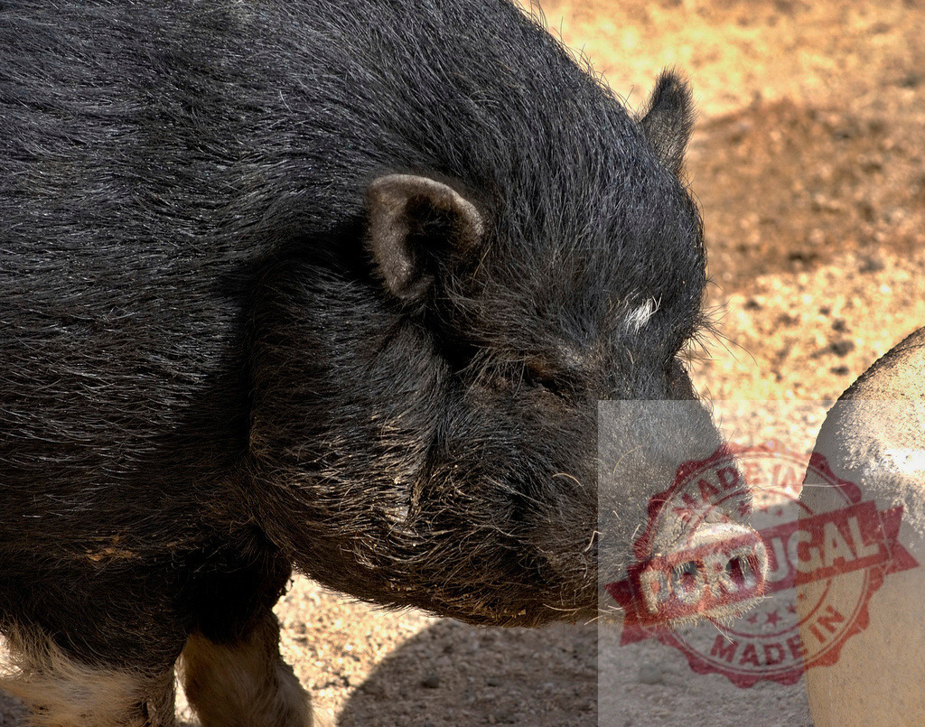 Black pot-bellied pig head profile | Black pot-bellied pig standing on dirt looking right with coarse hair - Realized with Pictrs.com