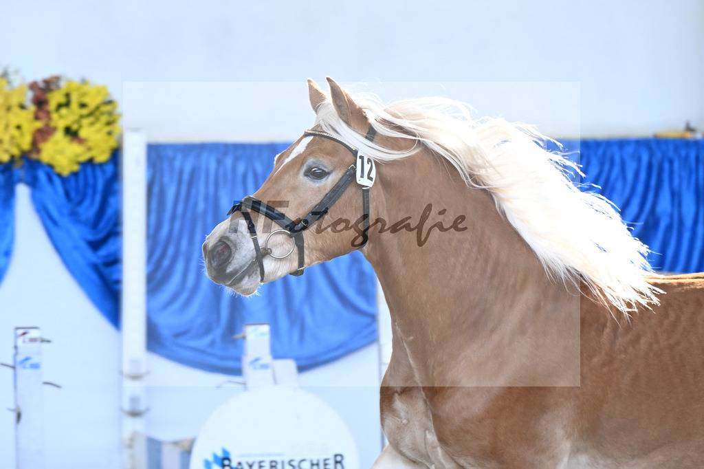 Kat-Nr. 12 Amaretto Ass v. Abraxas_Kern_48250257 | hf-fotografie - Realisiert mit Pictrs.com