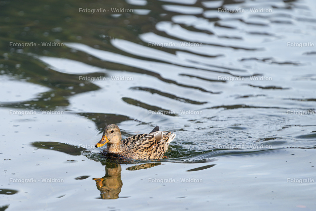 20221023 Erlaufsee - Lunz am See - Mariazell-43 | Fotografie Woldron