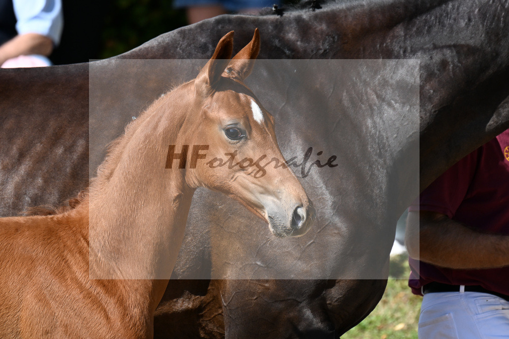 Kat-Nr. 2 Fuerst Samarant x Don Schufro_SF_Eder_29250087 | hf-fotografie - Realizzato con Pictrs.com