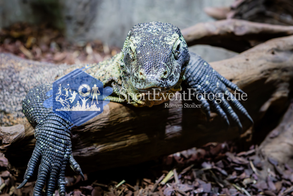 IMG_7673 | SportEventFotografie - Roman Stoiber