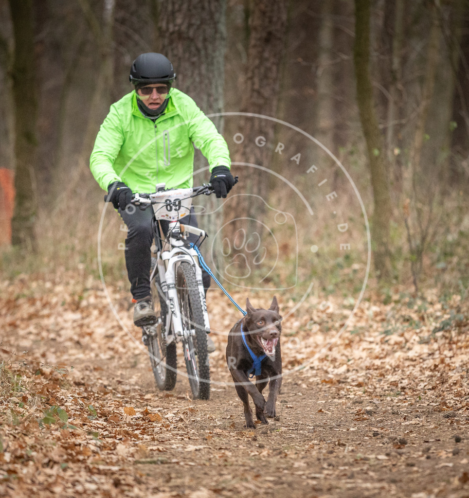 Pfotenfotografie_DV3A6484 | Hundefotografie, Tierfotograf, Pfotenfotografie, Fotoshooting Hund, Hunde Portrait, Hundesport, Hundeportraits, Heideshooting, Hunde, Sportfotograf, Hundefotograf, Turnierhundsport, THS,  - Realisiert mit Pictrs.com