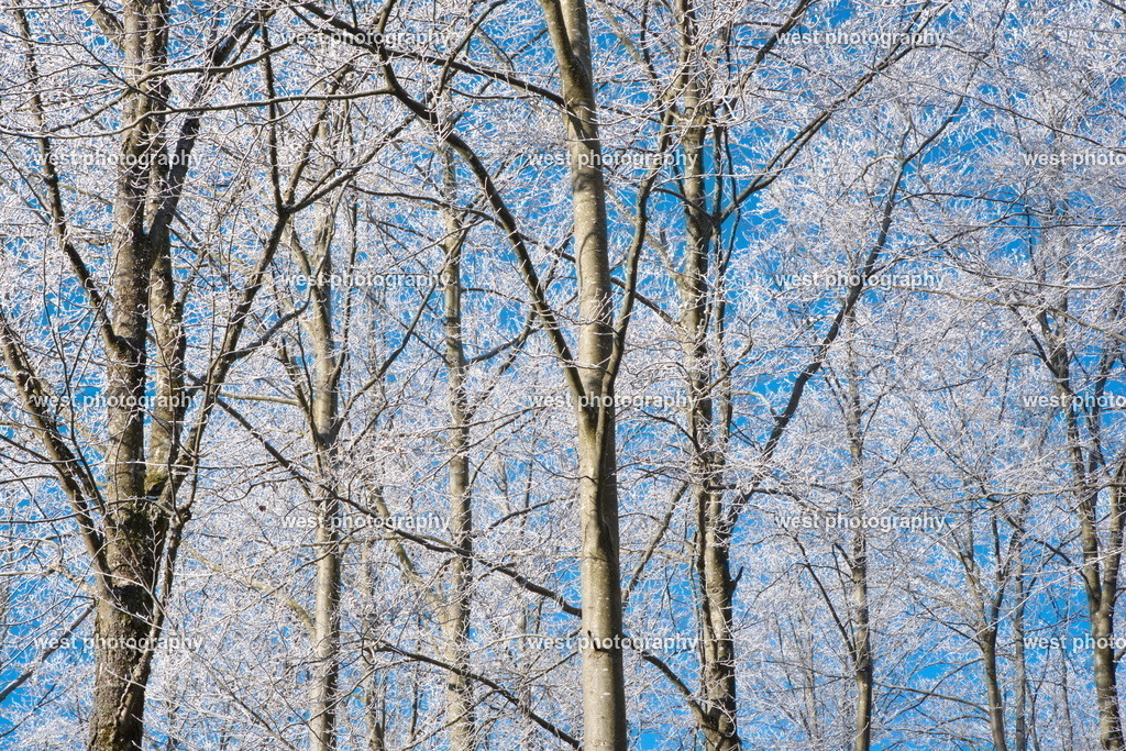 Gempen blue Forest 2 - SUI 2017 | west photography - Realisiert mit Pictrs.com