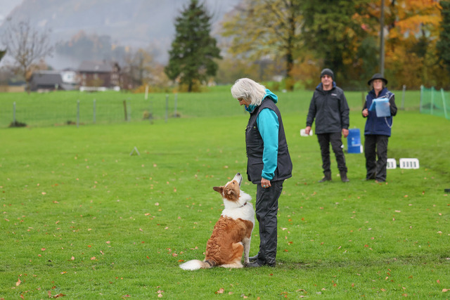 2025_Rally_Obedience_SM-104 | Ich fotografiere Hundeausstellungen, Sportanlässe, Zuchtstätten, Hundezucht, Hundeportrait, Lagotto - Realisiert mit Pictrs.com