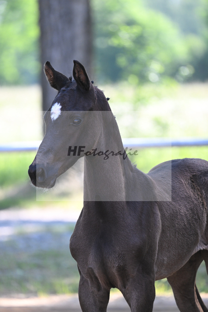 Kat-Nr. 8 HF DSP Feliciano_Weyer_14230188 | hf-fotografie - Realisiert mit Pictrs.com