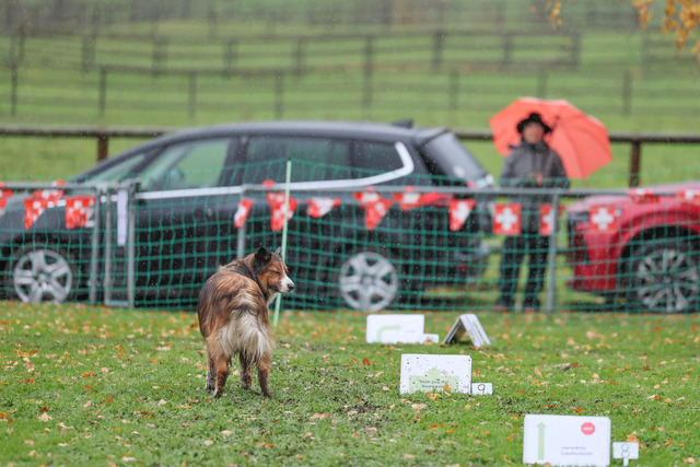 2025_Rally_Obedience_SM-181 | Ich fotografiere Hundeausstellungen, Sportanlässe, Zuchtstätten, Hundezucht, Hundeportrait, Lagotto - Realisiert mit Pictrs.com
