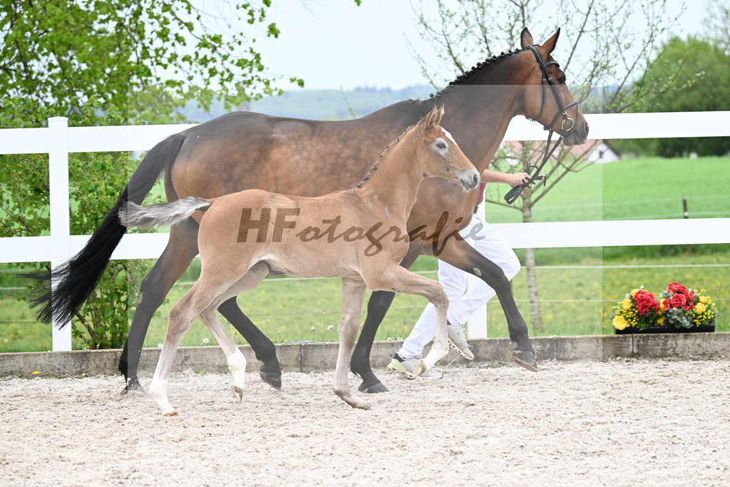 Kat-Nr. 30 SF Arezzo Man x Concetto_Schuster_23260726 | hf-fotografie - Realisiert mit Pictrs.com