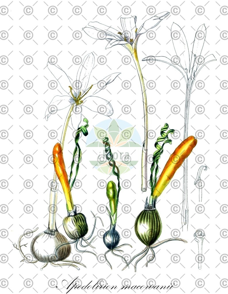 HistAbb_wfo-0000540853_1_ENZY_Simple | Historische Abbildung von Apodolirion macowanii - Amaryllidaceae | Historical Illustration of Apodolirion macowanii - Amaryllidaceae