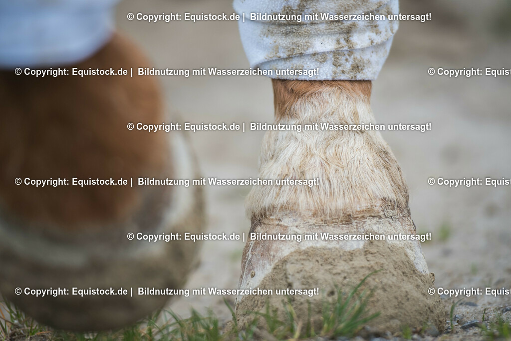 TS_20170505_Dreckige_Hufe_0001 | Foto: Thomas Hartig