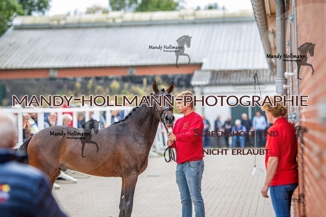 24-2 | mandyhollmannphotographie
