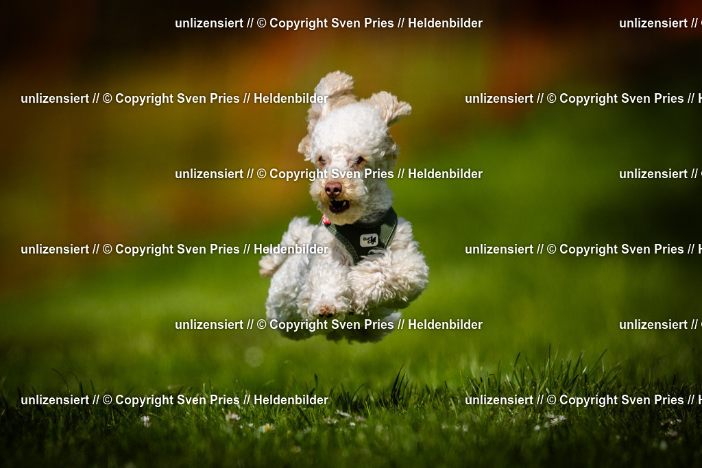 Sven Pries | 2025-04-13 - Hunderennen Baden-Baden - Realisiert mit Pictrs.com