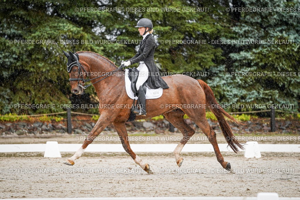 DSC09260 | Pferdegrafie