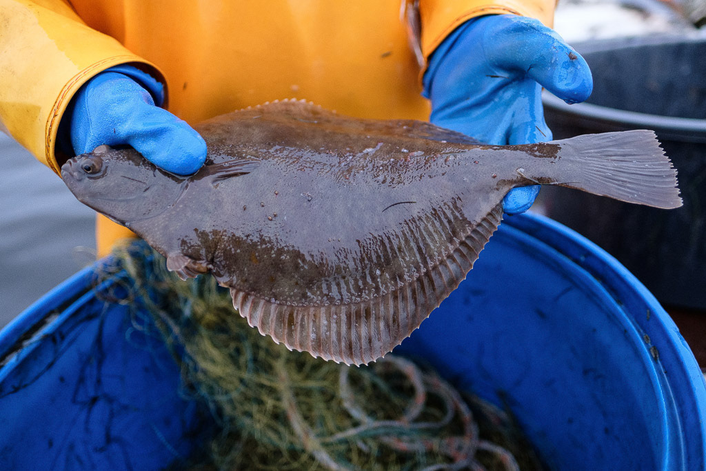 zeitenwende-farbe-03-15 | Matthias Nanz aus Schleswig ist einer der letzten Berufsfischer an der Schlei. Mit seinem Boot fährt er vom Liegeplatz in Missunde zu den Fanggründen in der Schlei. Der Herbst ist die Zeit, in der wie hier an einem kalten Tag Mitte November Raubfische, Heringe und Flundern (Struvbutt) gefangen werden. - Realisiert mit Pictrs.com