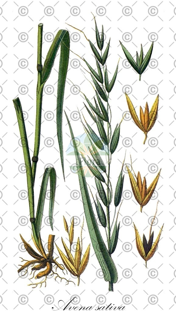 HistAbb_EMP_136554_SRC_Schlechtendal_FLORAD_SIMPLE | Historische Abbildung von Avena sativa - Poaceae (Saat-Hafer) | Historical Illustration of Avena sativa - Poaceae (oat;oats;cultivated oats;naked oats;avoine;avoine cultivée;common oat)