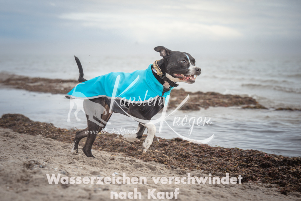 1151_ZZ92181 | kk-dogfotos