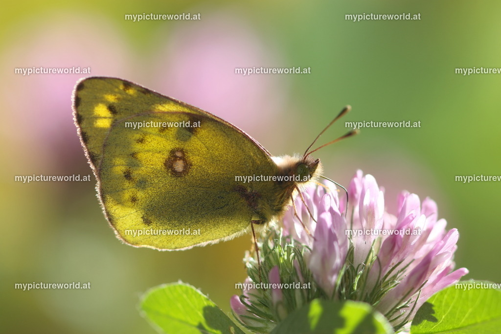 Colias alfaraiensis-009 | Das Bilderarchiv über Tiere, Planzen und Landschaften. In der Bilddatenbank finden Sie ein große Auswahl an hochwertigen Bilder für Ihre Werbung - Realized with Pictrs.com
