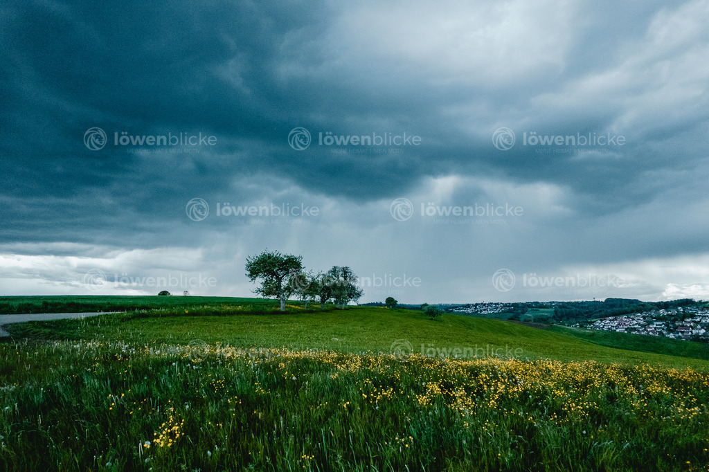 Eine Wiese bei Birenbach, kurz vor einem Sturm | löwenblicke | shop