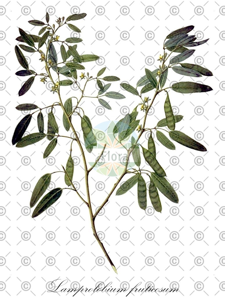 HistAbb_wfo-0000087627_1_ENZY_Simple | Historische Abbildung von Lamprolobium fruticosum - Fabaceae | Historical Illustration of Lamprolobium fruticosum - Fabaceae