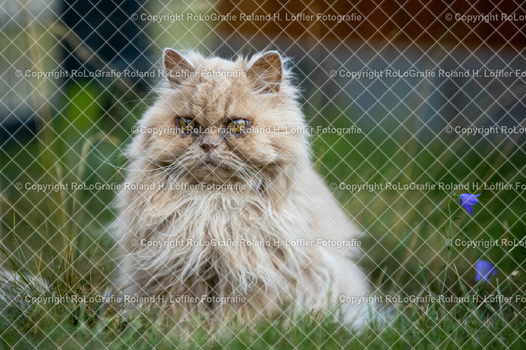 Perserkater_02 | Perserkater Balu sitzt im Garten - Realisiert mit Pictrs.com