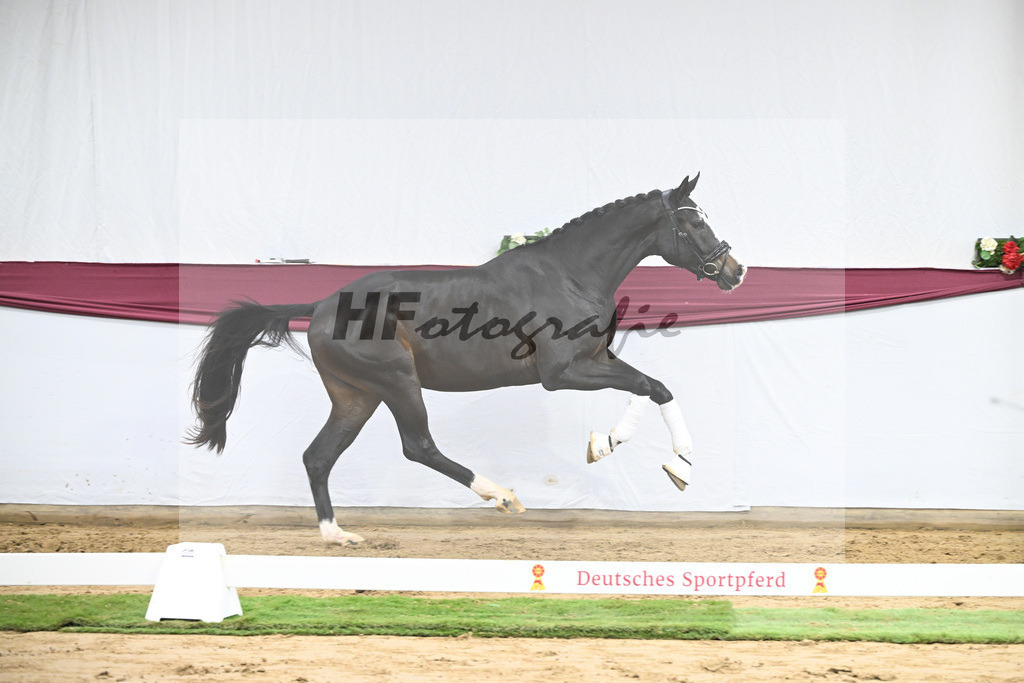 Kat-Nr. 106 Erste Sahne x Dimaggio_Gestuet Rickhof_47251809 | hf-fotografie - Realisiert mit Pictrs.com